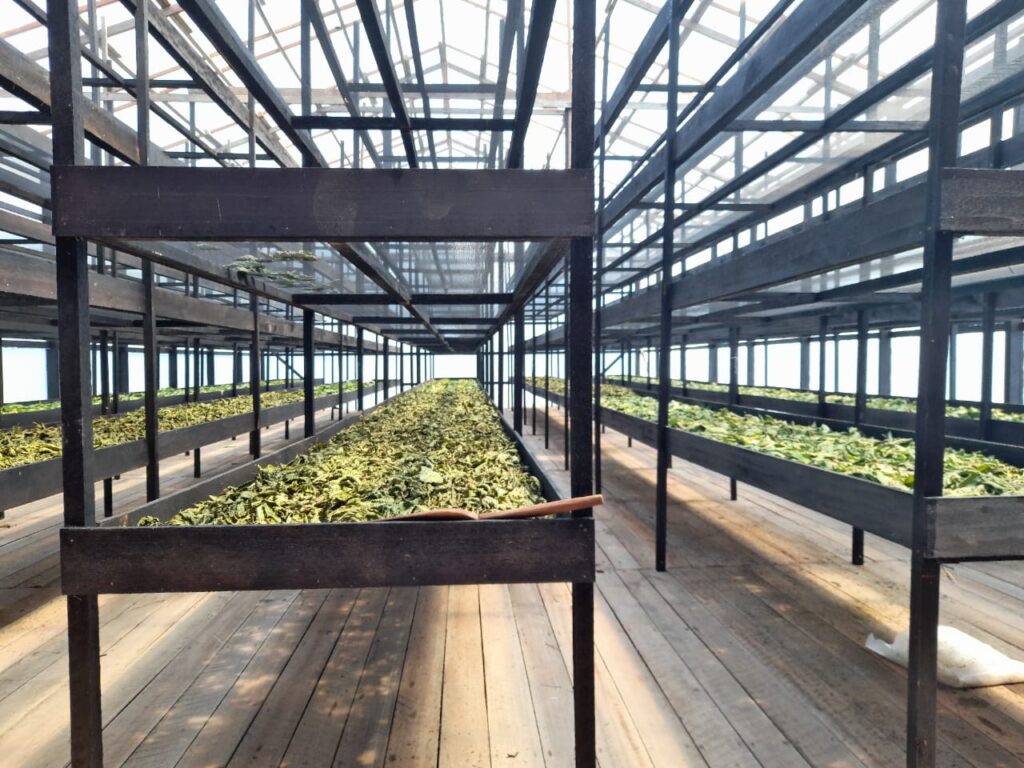 Green and White Kratom Drying in Green House