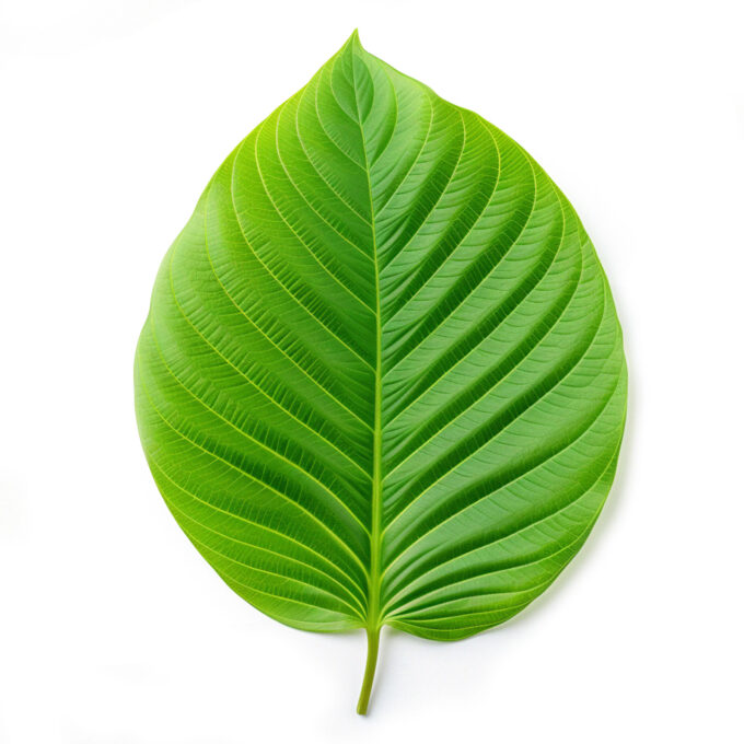 green kratom leaf